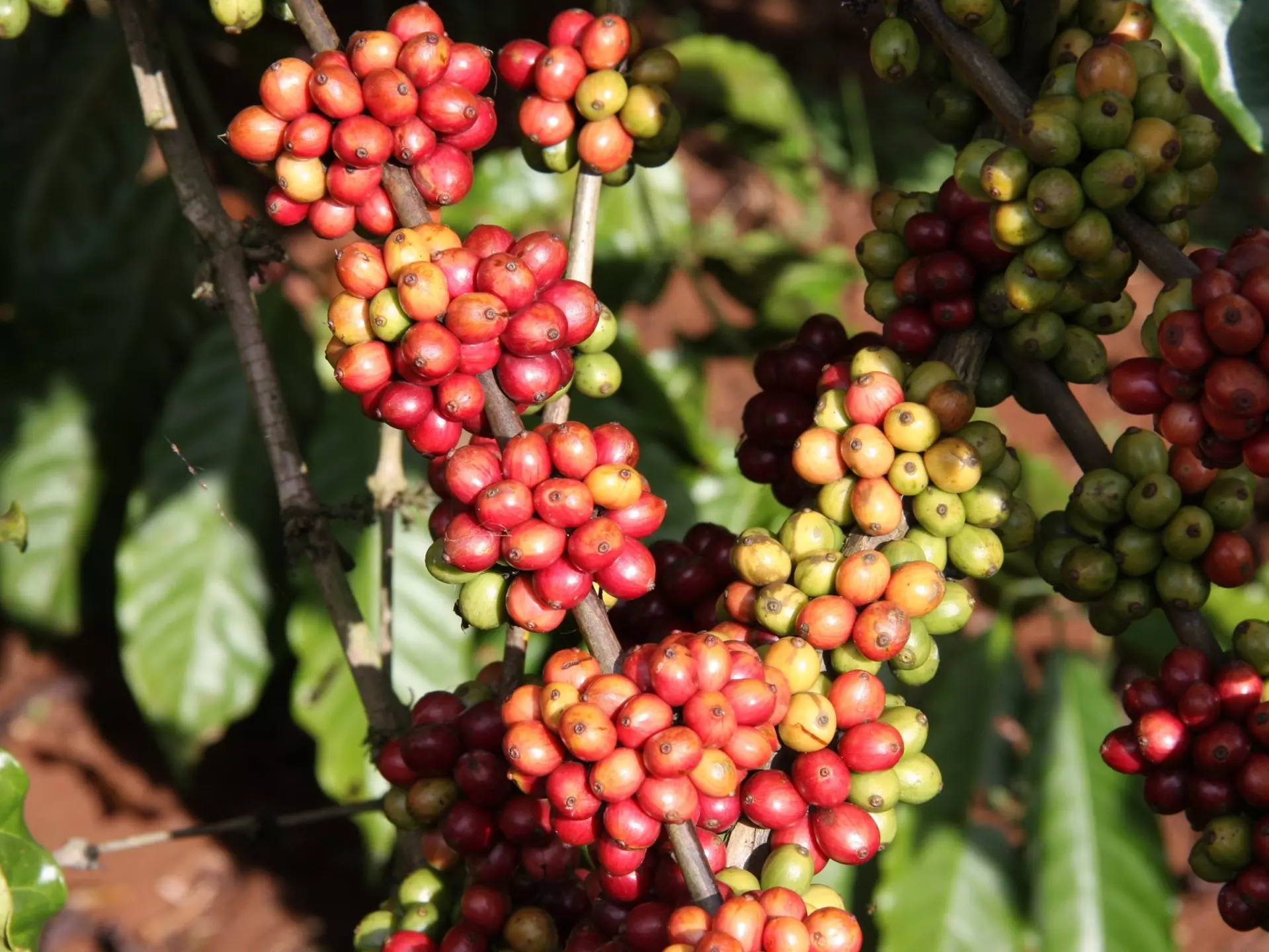 Coffee Crop: red and green coffee beans on a branch