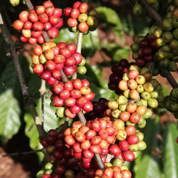 Coffee Crop: red and green coffee beans on a branch