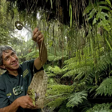 Chef foraging for ‘bush asparagus’ on a Maori food excursion
