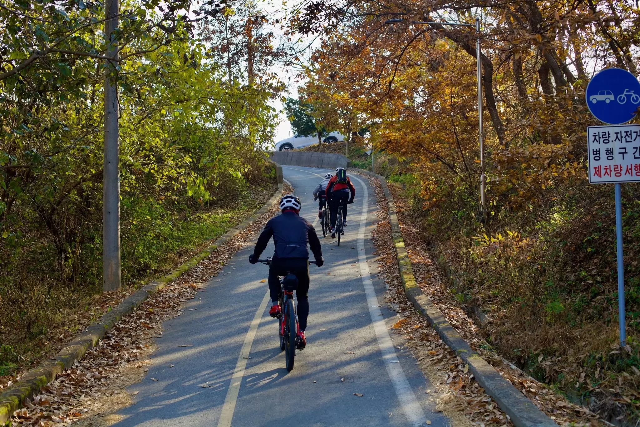 Cyclists are seen from behind riding a bike trail in a city by trees in fall foliage, Sejong, South Korea