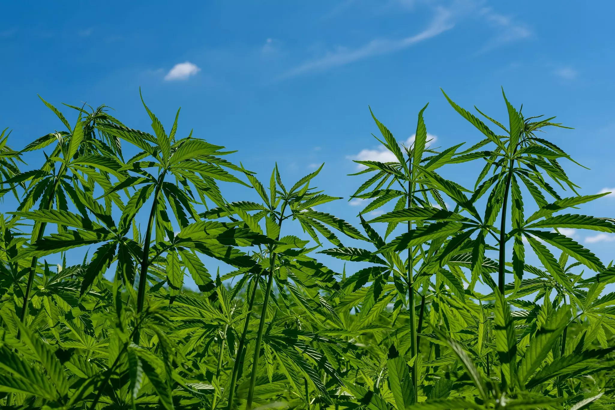 A field of marijuana plants under a blue Caribbean sky. Mike Rosecope/Shutterstock