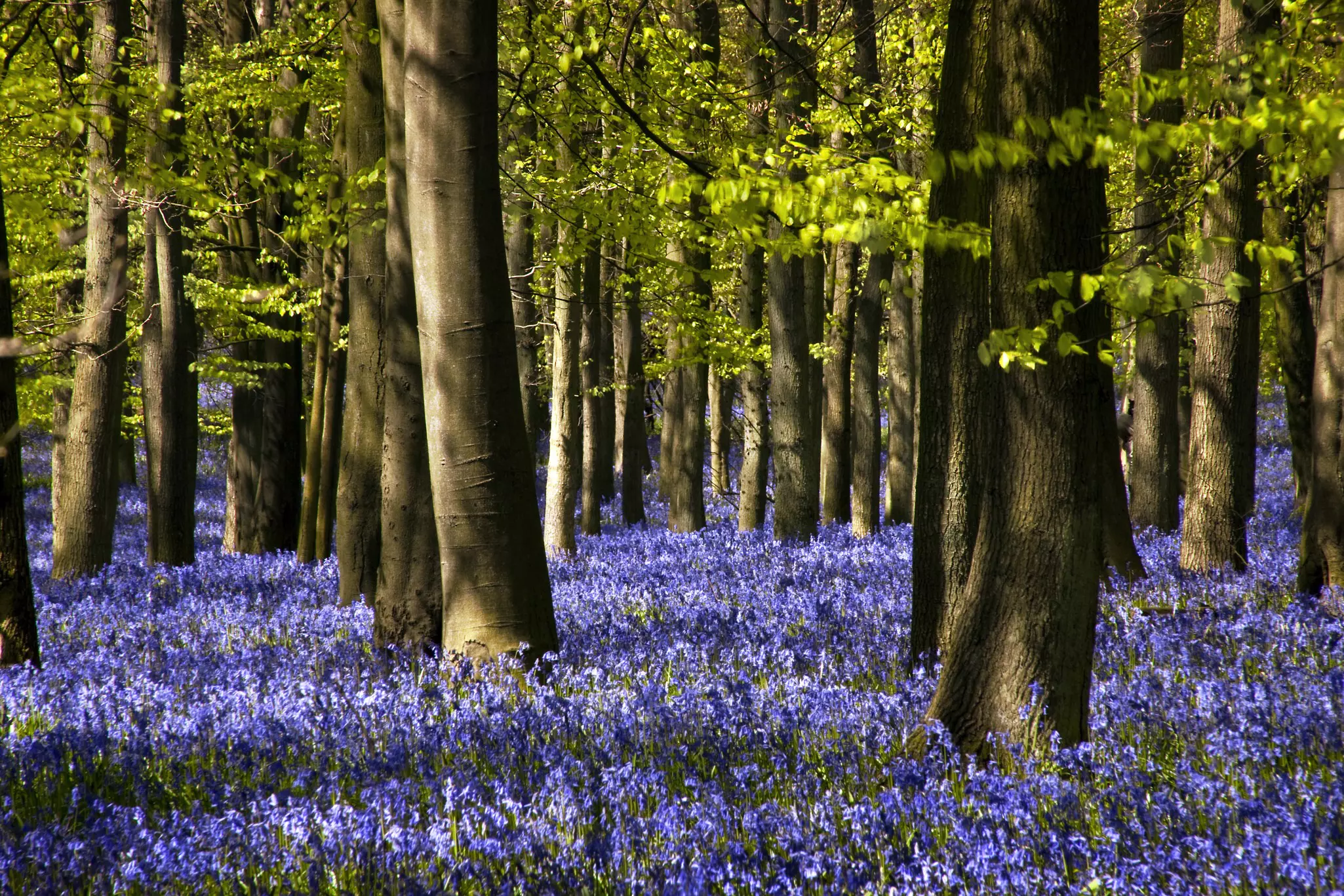 dockey-woods-bluebells-united-kingdom.jpg