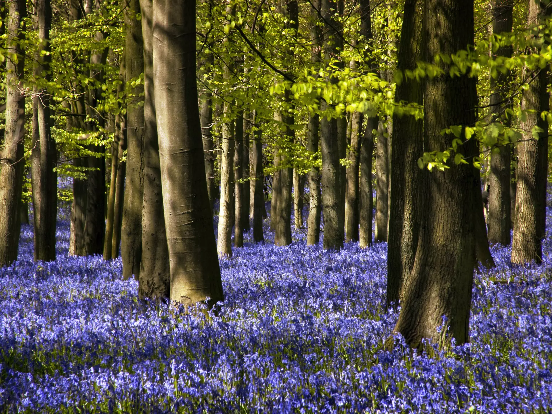 Wander through English woodland in April to see bluebells in bloom © Martyn Ferry / Getty Images