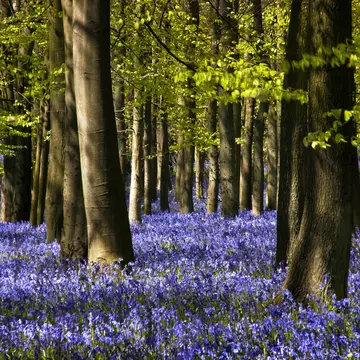 Wander through English woodland in April to see bluebells in bloom © Martyn Ferry / Getty Images