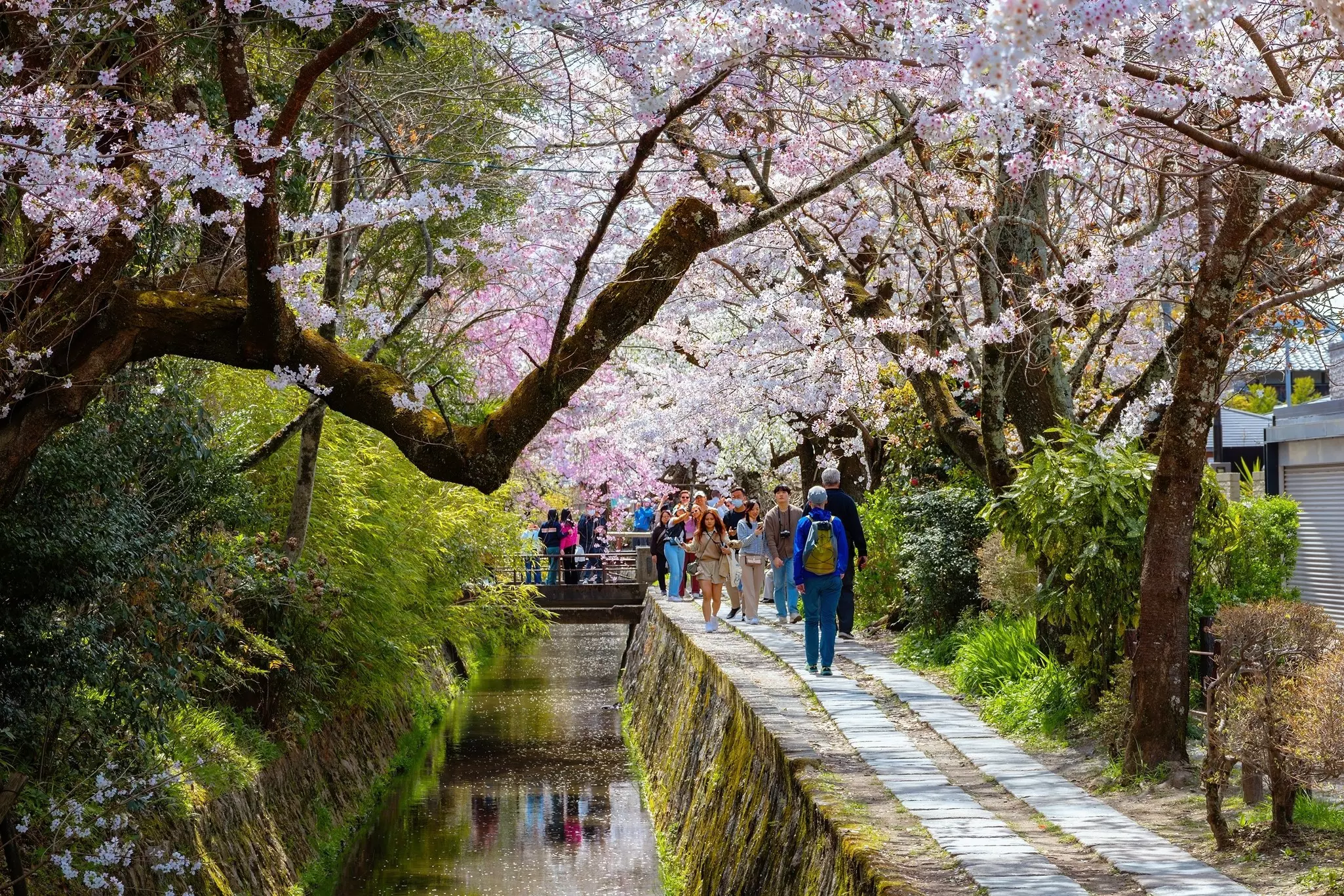 People wander a narrow canal-side path under a canopy of pink cherry blossoms.