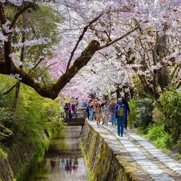People wander a narrow canal-side path under a canopy of pink cherry blossoms.