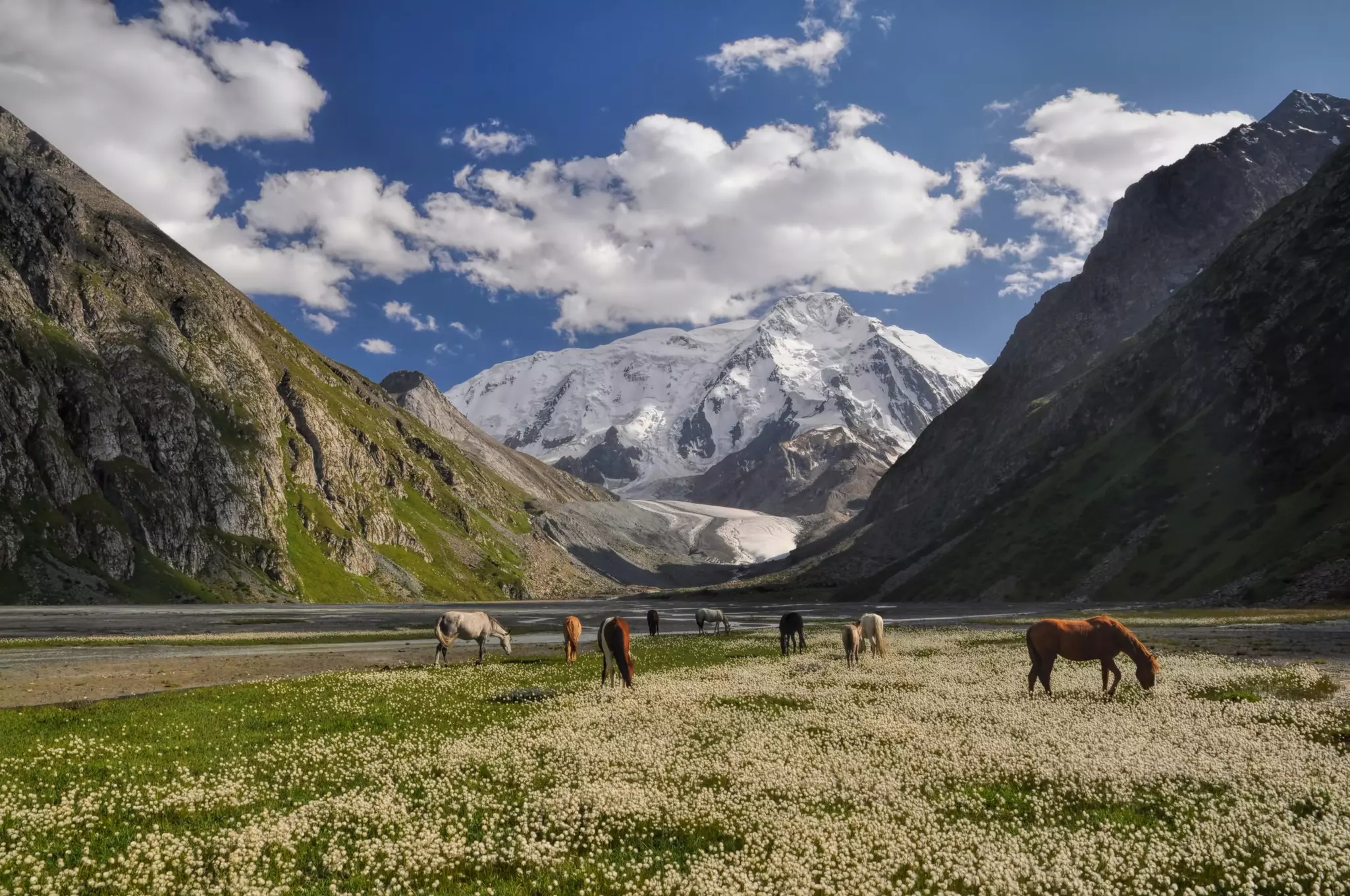 A small herd of horses grazing near Issyk-Kul Lake in Kyrgyzstan