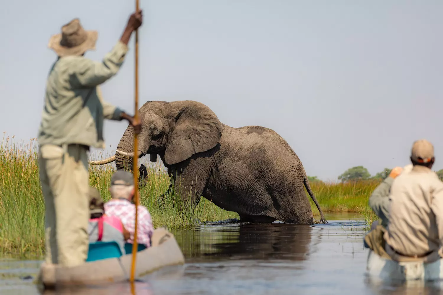 Gliding past wading elephants in a mokoro tour of the Okavango Delta is an experience you’ll never forget © Ger Metselaar / Shutterstock