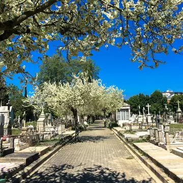 A paved, tree-lined walkway with overhanging blossoms is lined with hundreds of decorative headstones.