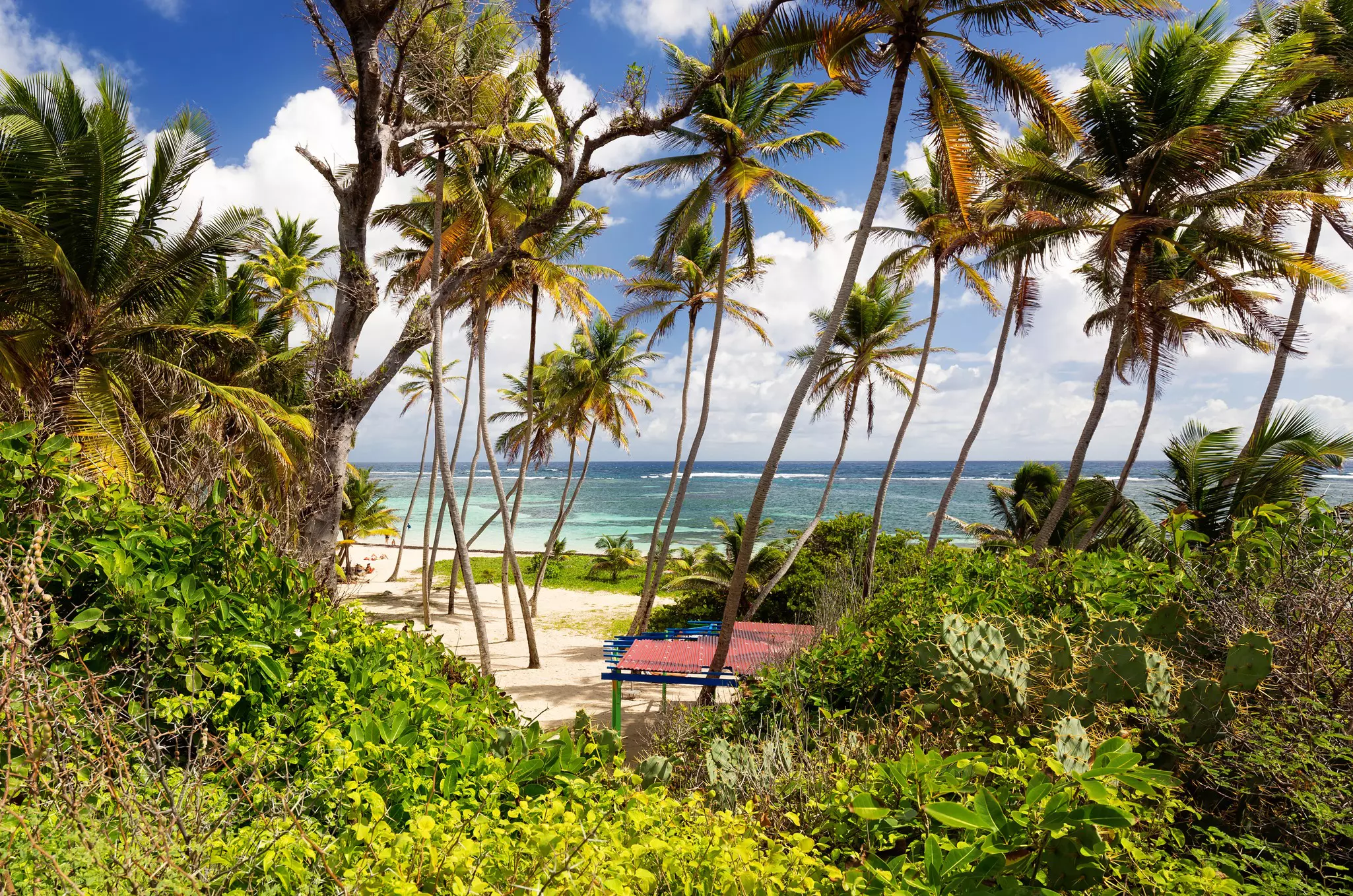 Palm trees, a blue structure and a beach with waves in the background