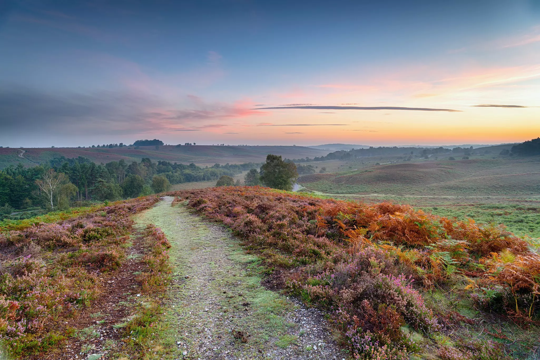 A grassy path at sunset leading to woods in the distance.