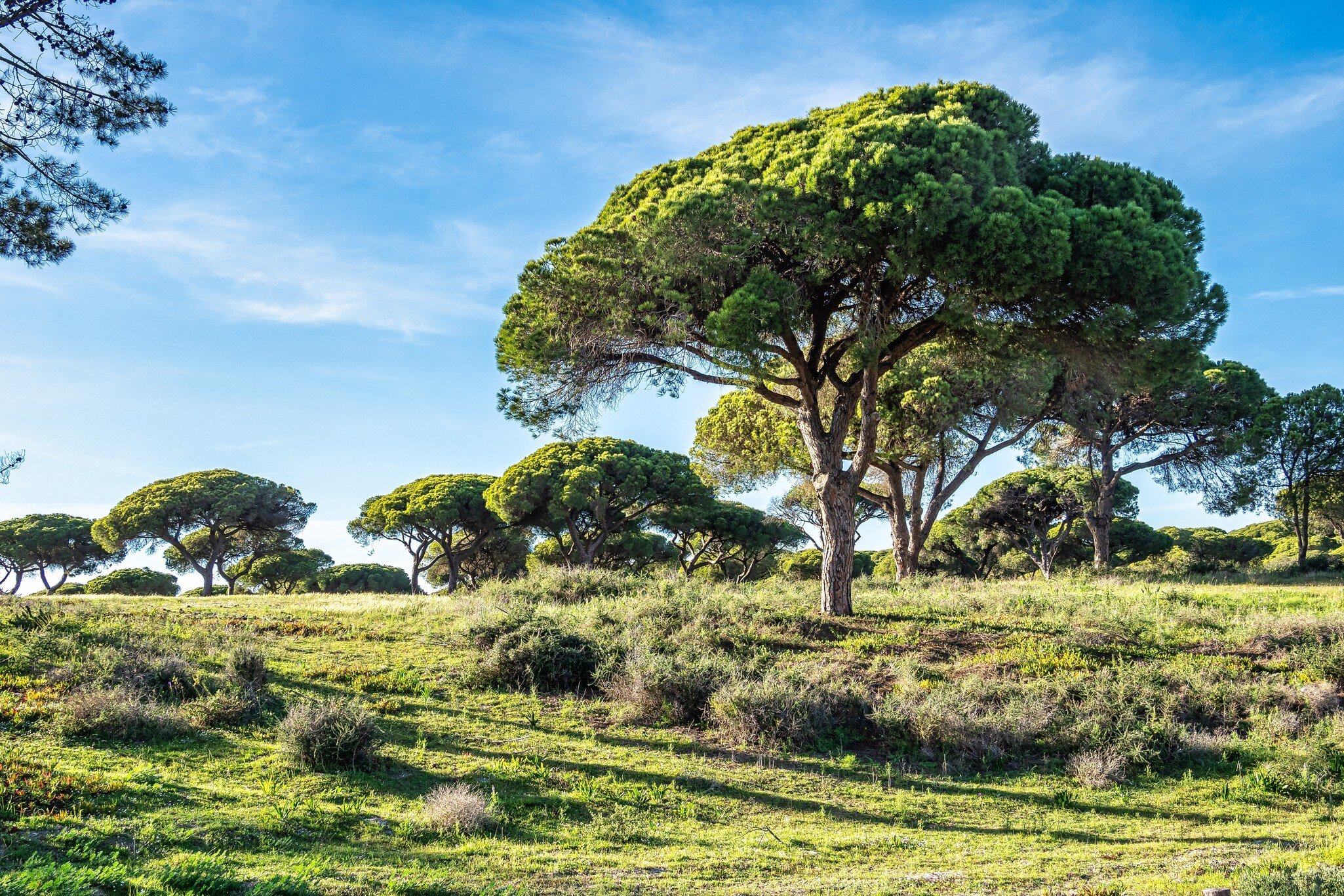 View of trees at the Parque Natural da Ria Formosa in Portugal.