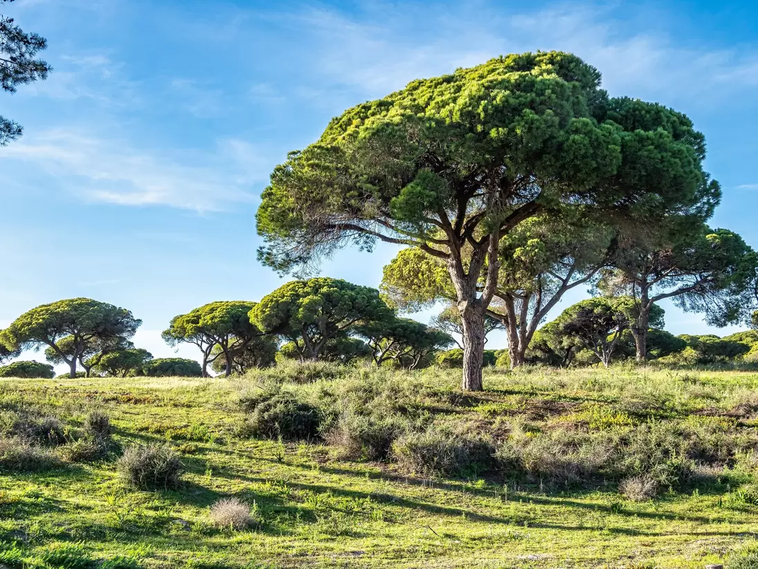 View of trees at the Parque Natural da Ria Formosa in Portugal.