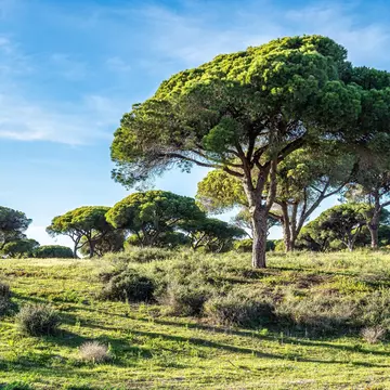 View of trees at the Parque Natural da Ria Formosa in Portugal.
