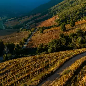 Rows of vines on rolling hillsides lit gold by the setting sun, with a dirt track and wooded ridges, Apalta, Chile.