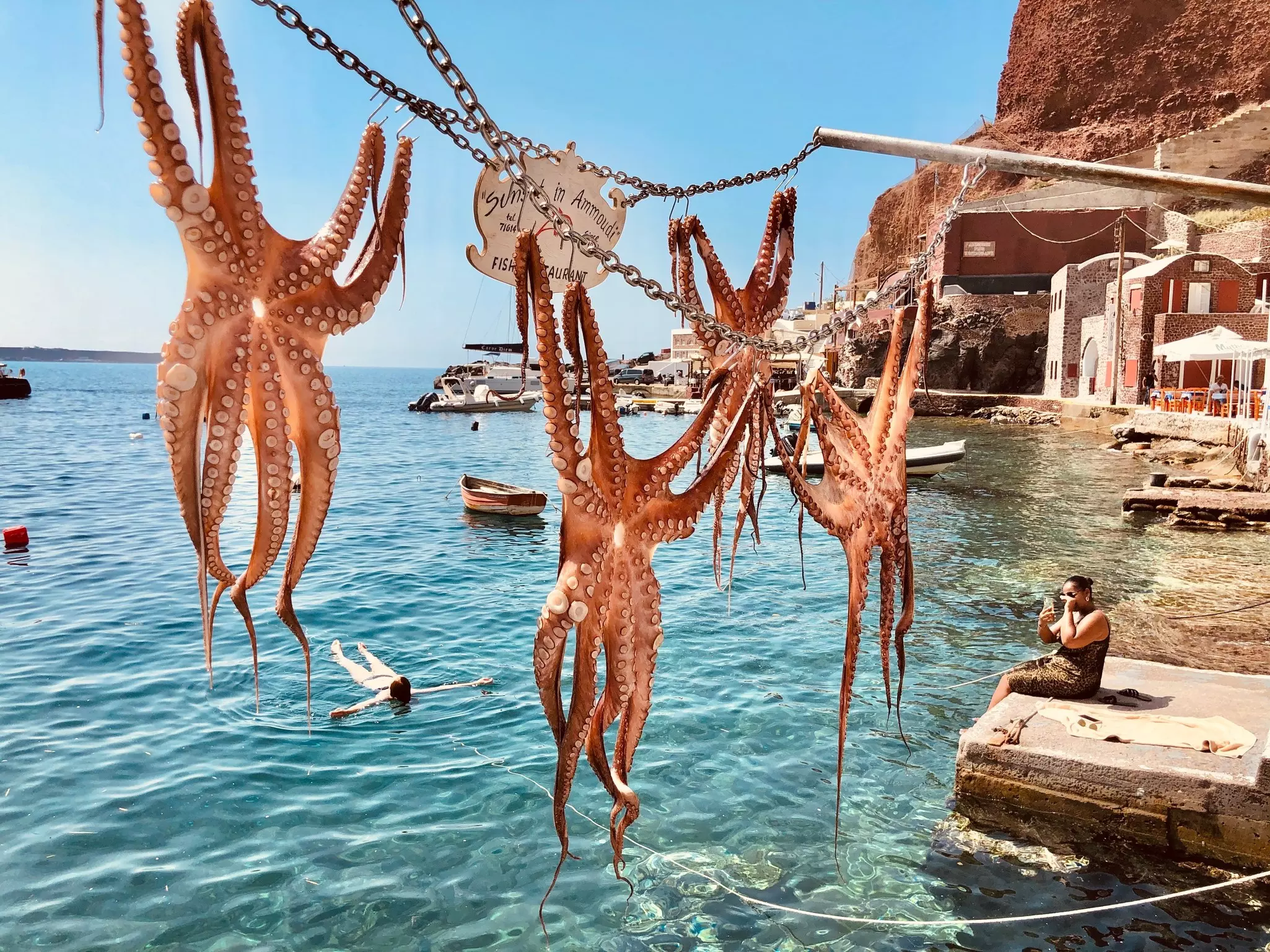 Octopus hanging to dry and ready to cook