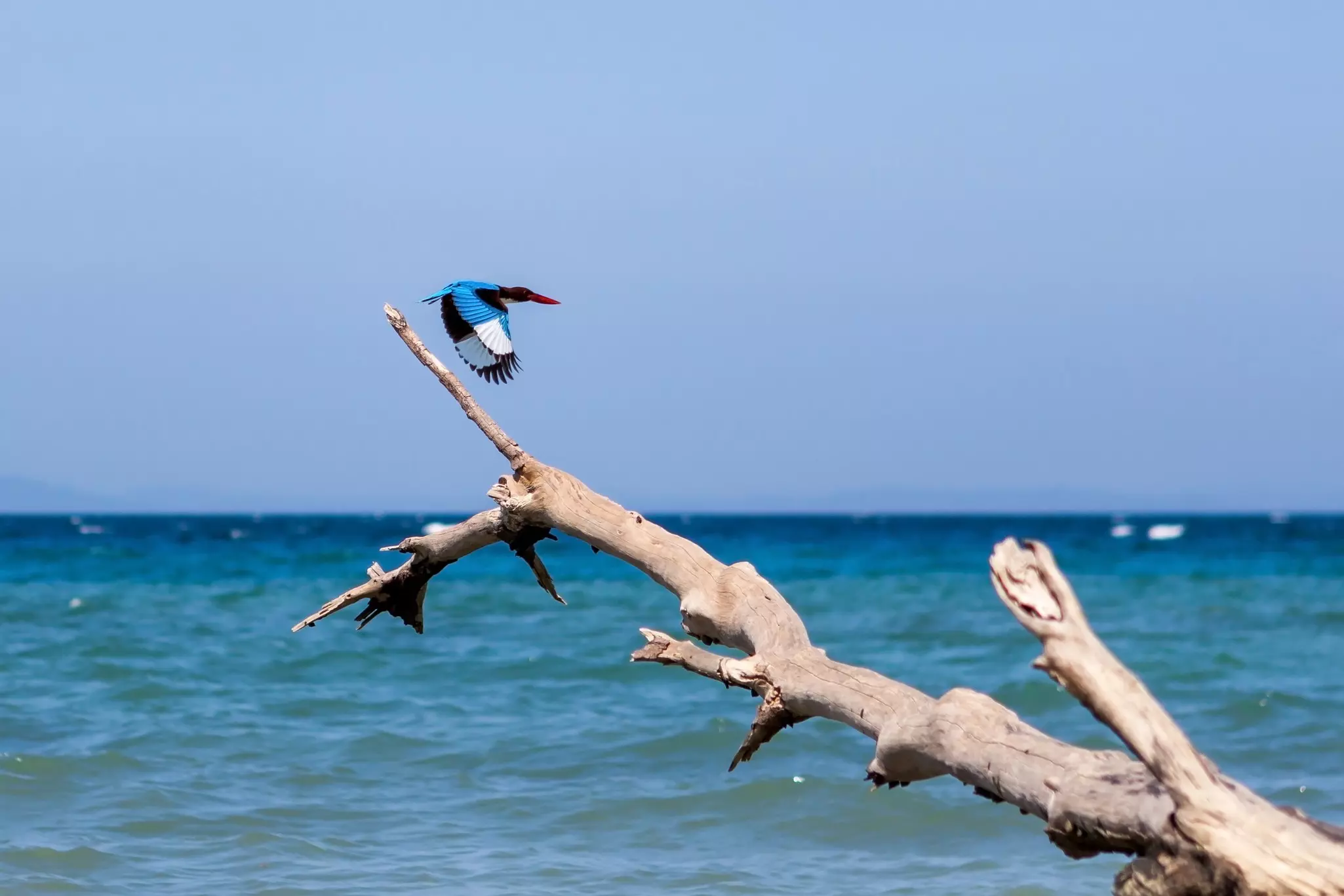 A bird with bright blue foliage takes flight from the branches a dead tree by the sea.