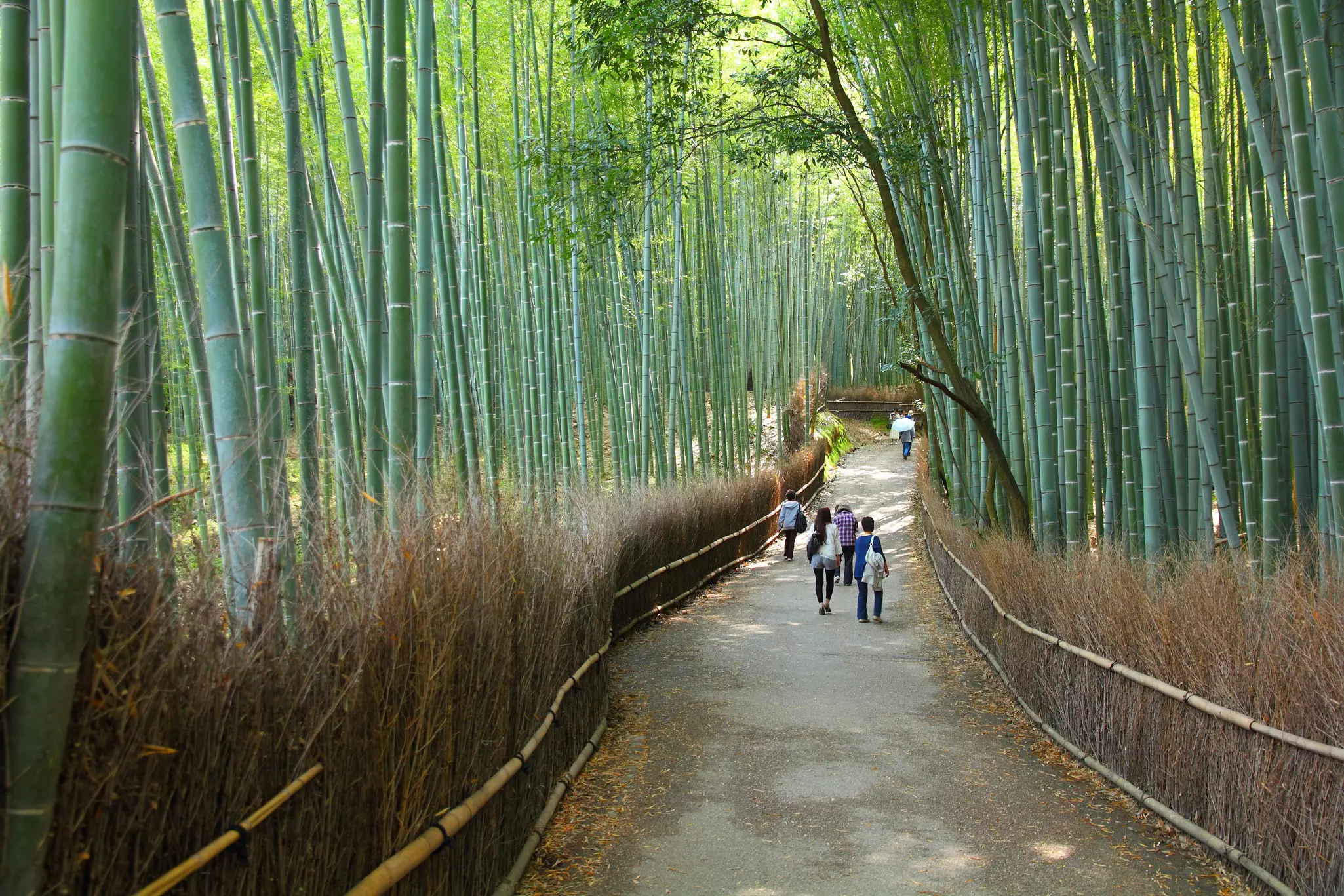 People walk down a path through a dense grove of bamboo stalks.