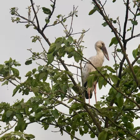 A large white bird stands on long legs in a leafy tree.