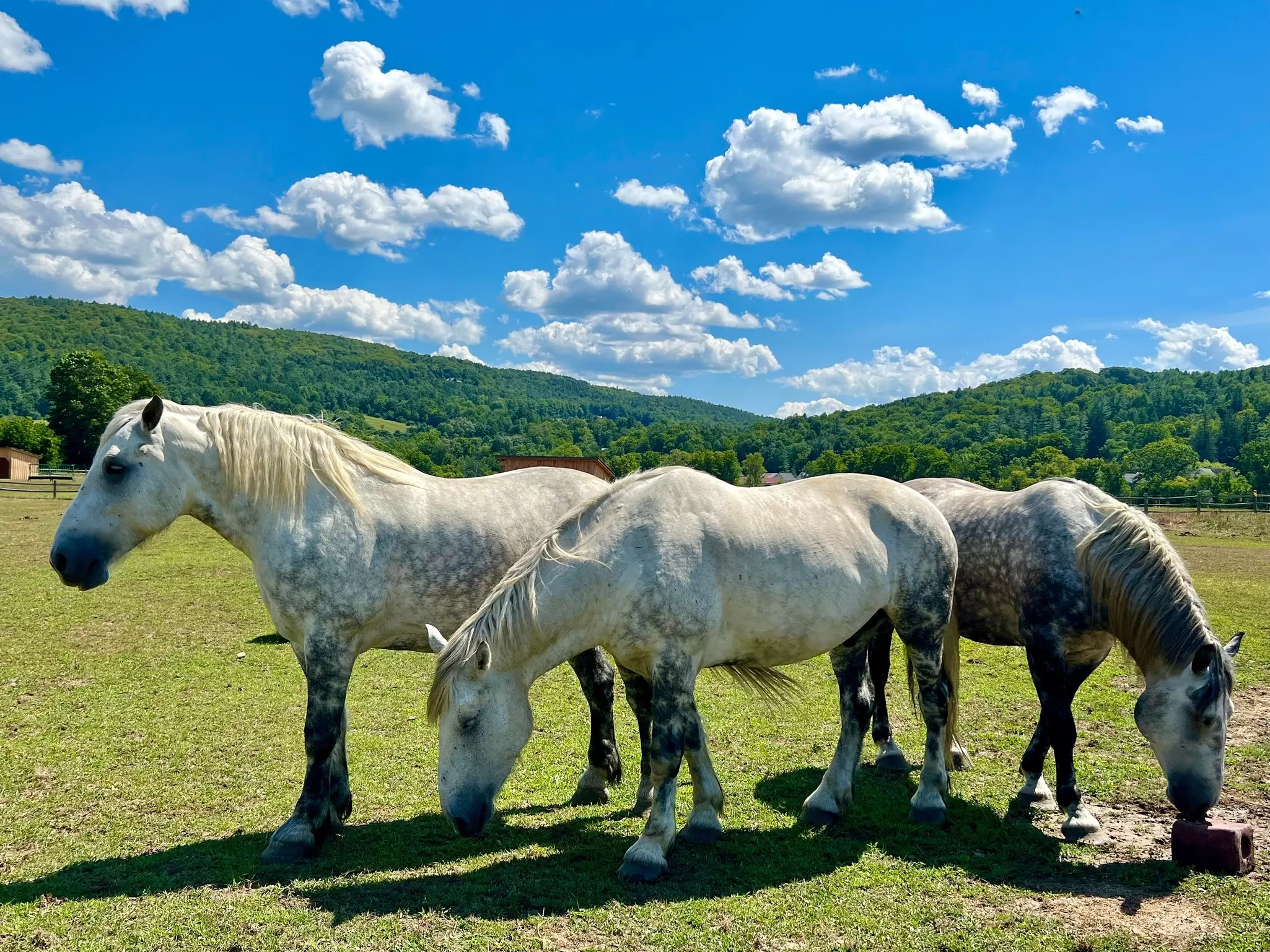 At the picturesque Billings Farm and Museum, graceful draft horses leisurely graze in a vibrant green field, with rolling hills creating a mesmerizing backdrop.
