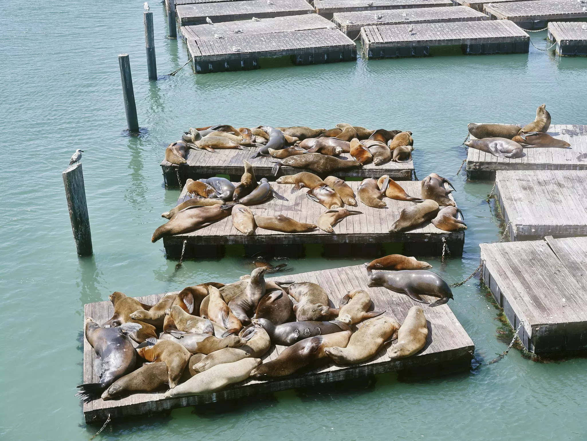 Brown sea lions piled on top of a wooden docks and lying across each other in a wharf.
