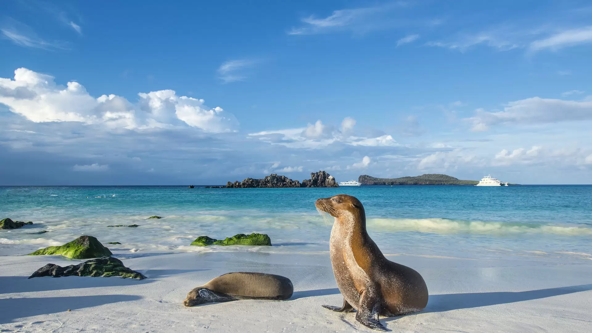 Galapagos sea lions (Zalophus wollebaeki) sunbathing in the late afternoon on a beach at Espanola island.