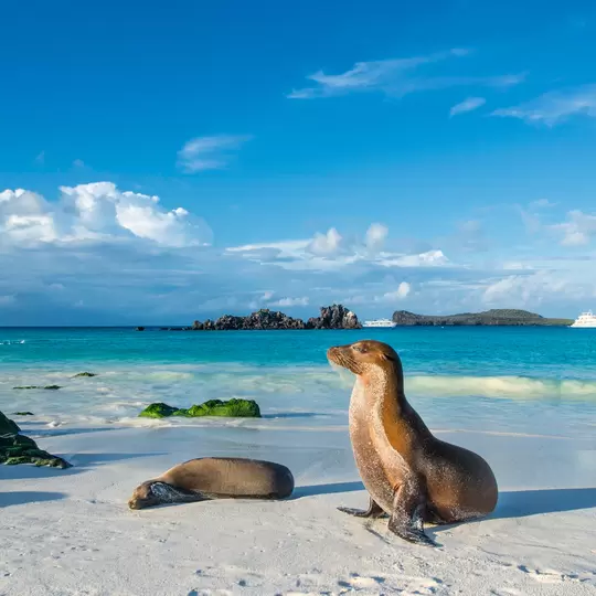 Galapagos sea lions (Zalophus wollebaeki) sunbathing in the late afternoon on a beach at Espanola island.