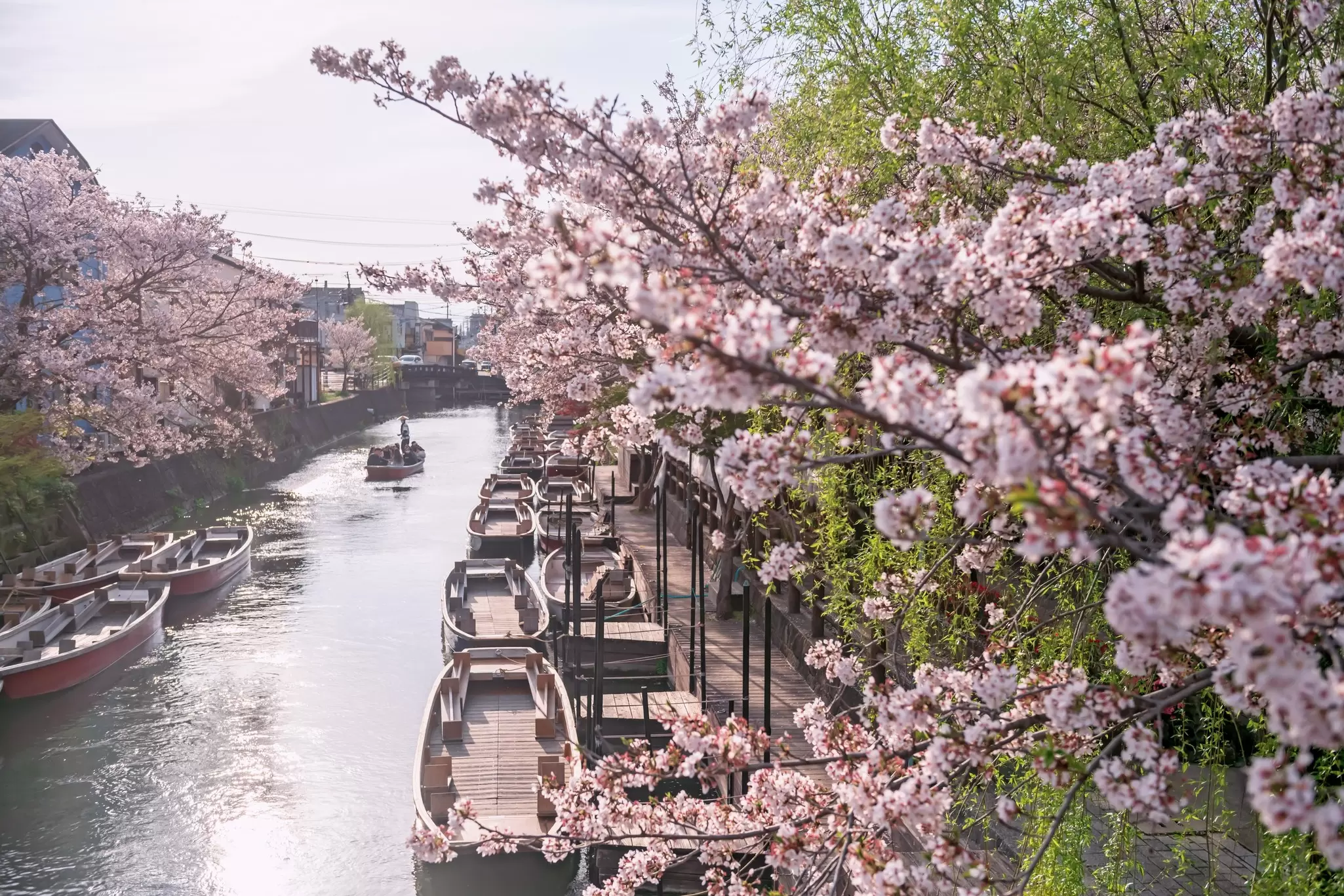 Pink sakura cherry blossom tunnel along the Yanagawa river in Fukuoka, Japan, in March. Blanscape/Shutterstock
