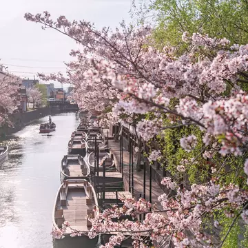 Pink sakura cherry blossom tunnel along the Yanagawa river in Fukuoka, Japan, in March. Blanscape/Shutterstock