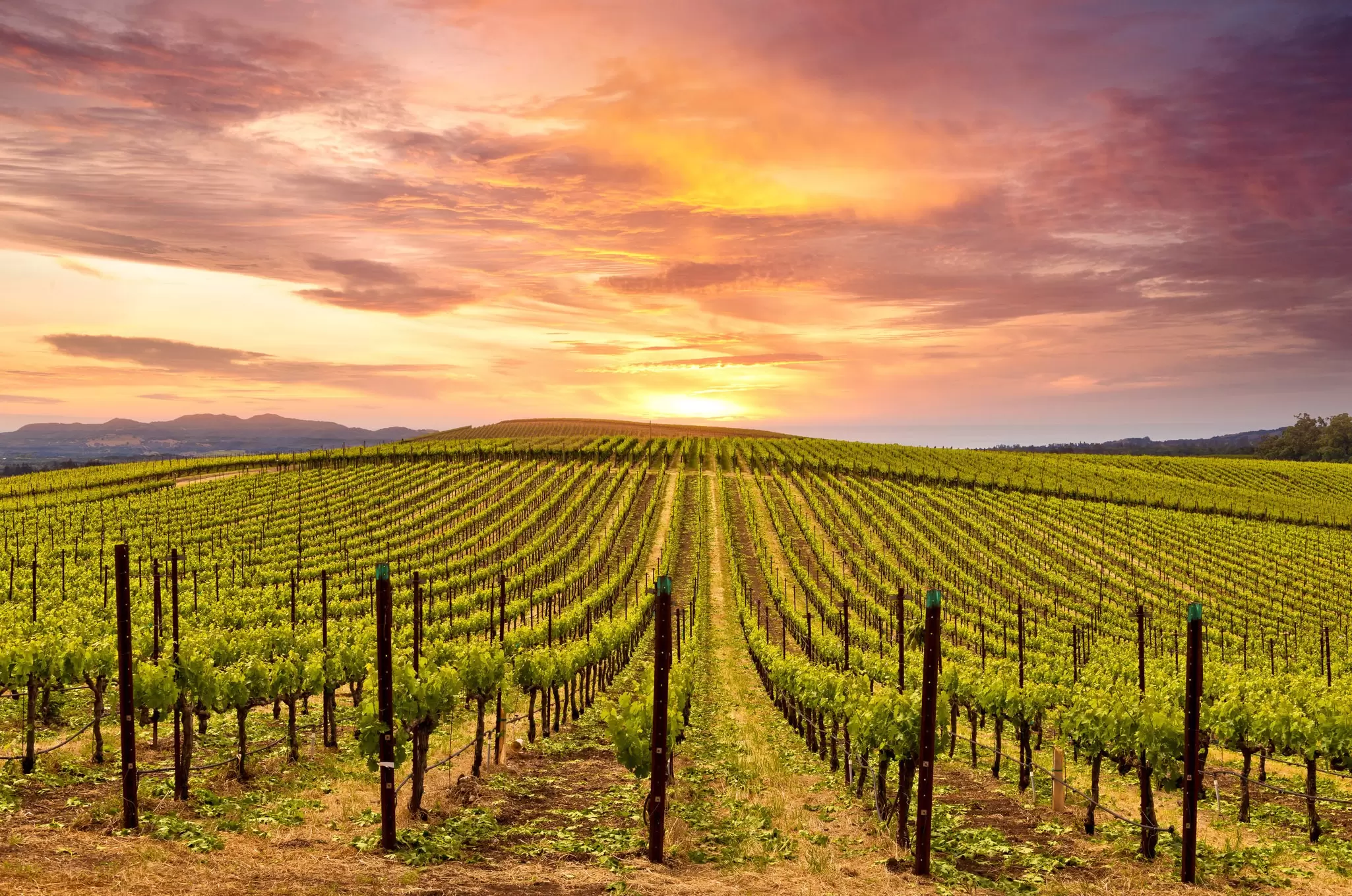 Vineyards in the Napa Valley, California