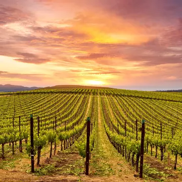 Napa Valley Vineyards Spring Sunrise
410249041
outdoor, vintners, destination, aged, agriculture, green, winery, spring, grapevine, sunrise, beverage, drink, field, trees, grapes, growing, valley, vine, vineyard, grass, region, farm, alcohol, wine, county, countryside, tourist, merlot, california, barrel, cabernet, colorful, chardonnay, rural, sunset, sky, scenic, country, tourism, fruit, industry, nature, food, landscape, sonoma, napa