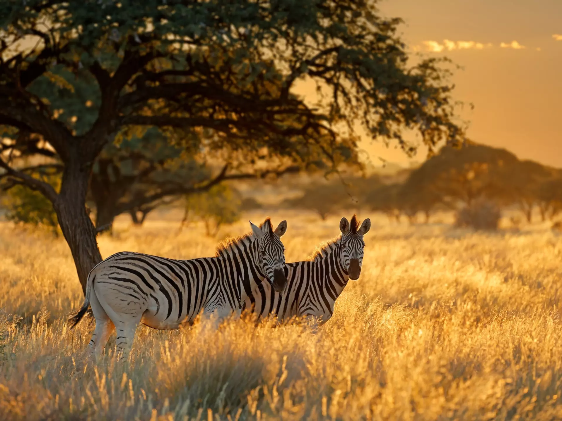 Plains zebras in grassland at sunrise, Mokala National Park. EcoPrint/Shutterstock