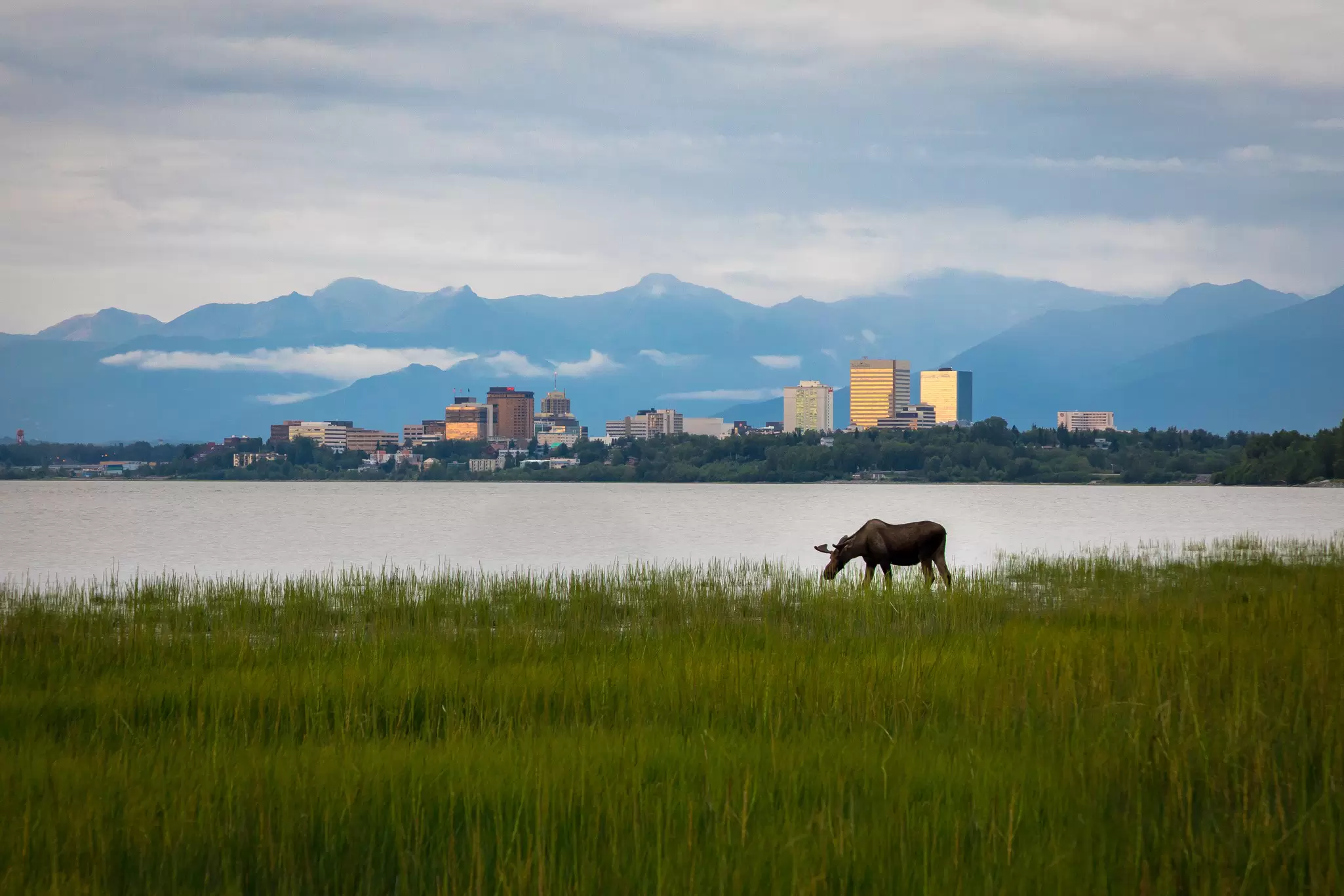 A large creature with antlers grazes in grassland beside a lake with mountains and a city skyline in the distance.
