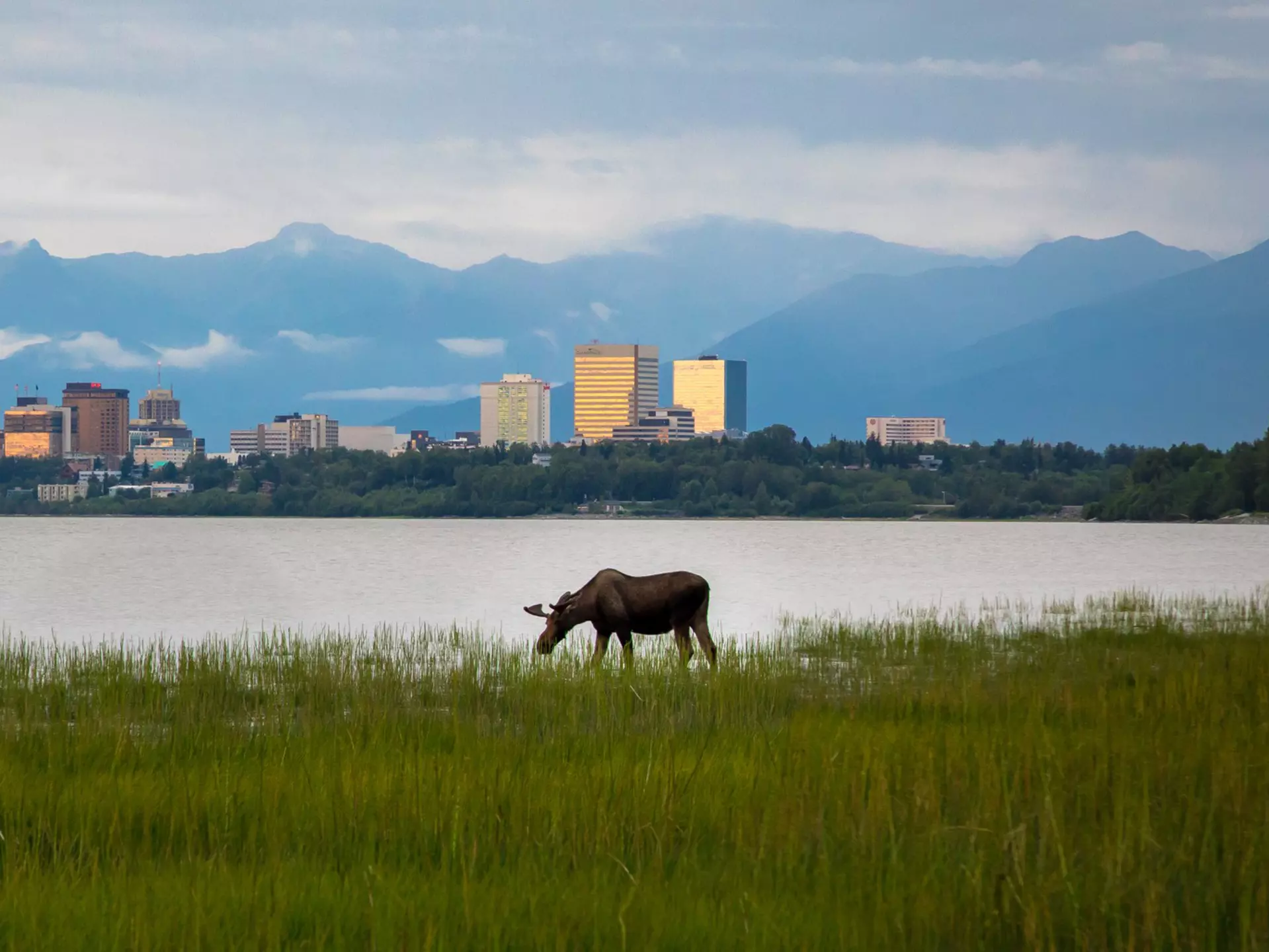 A large creature with antlers grazes in grassland beside a lake with mountains and a city skyline in the distance.