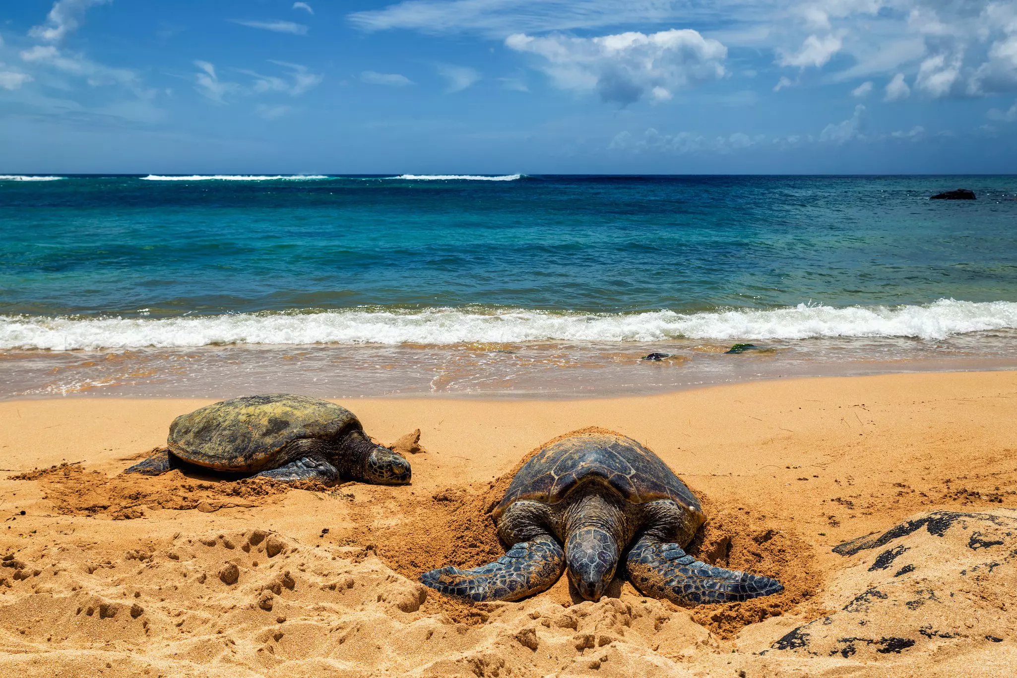 Watch Hawaiian green sea turtles from a distance of at least 10ft at Laniakea Beach © Dmitrii Sakharov / Getty Images