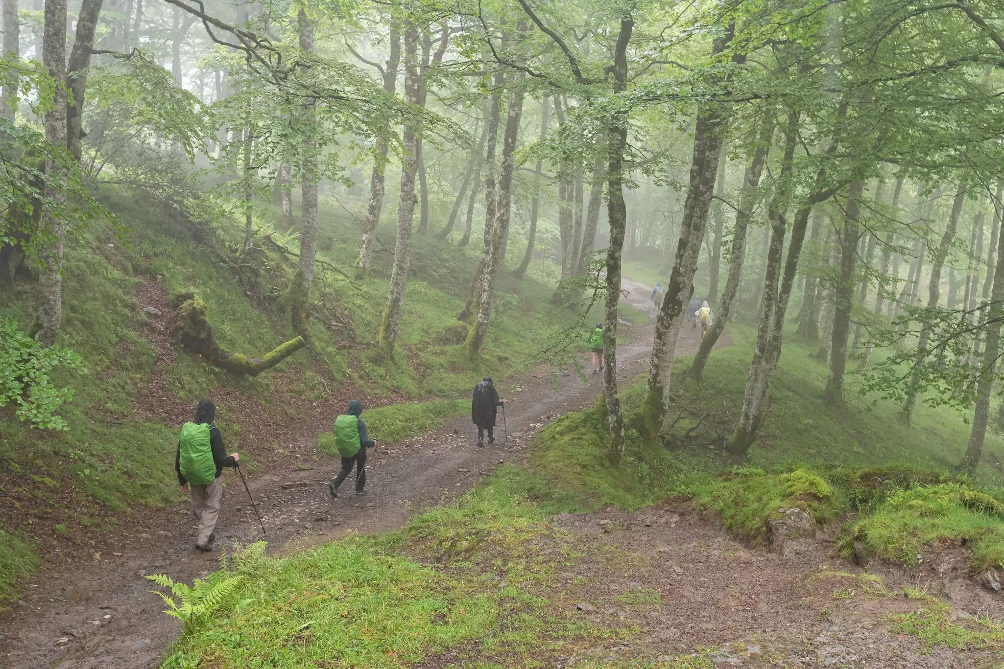 Way of St. James. Pilgrims descending through the misty forest to Roncesvalles,