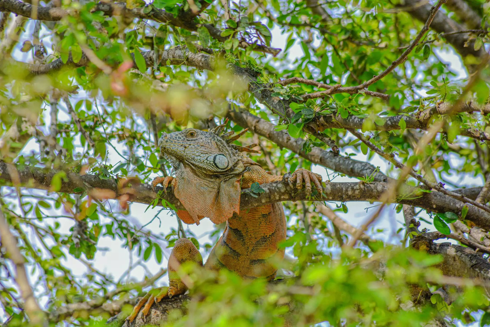 An iguana hides in the leaves of a tree in San Pancho in the Riviera Nayarit