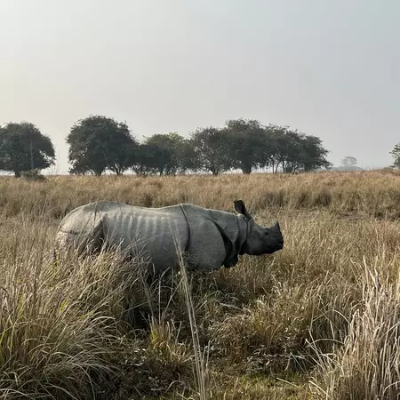 A large gray mammal with a single horn above its nose in grassland.