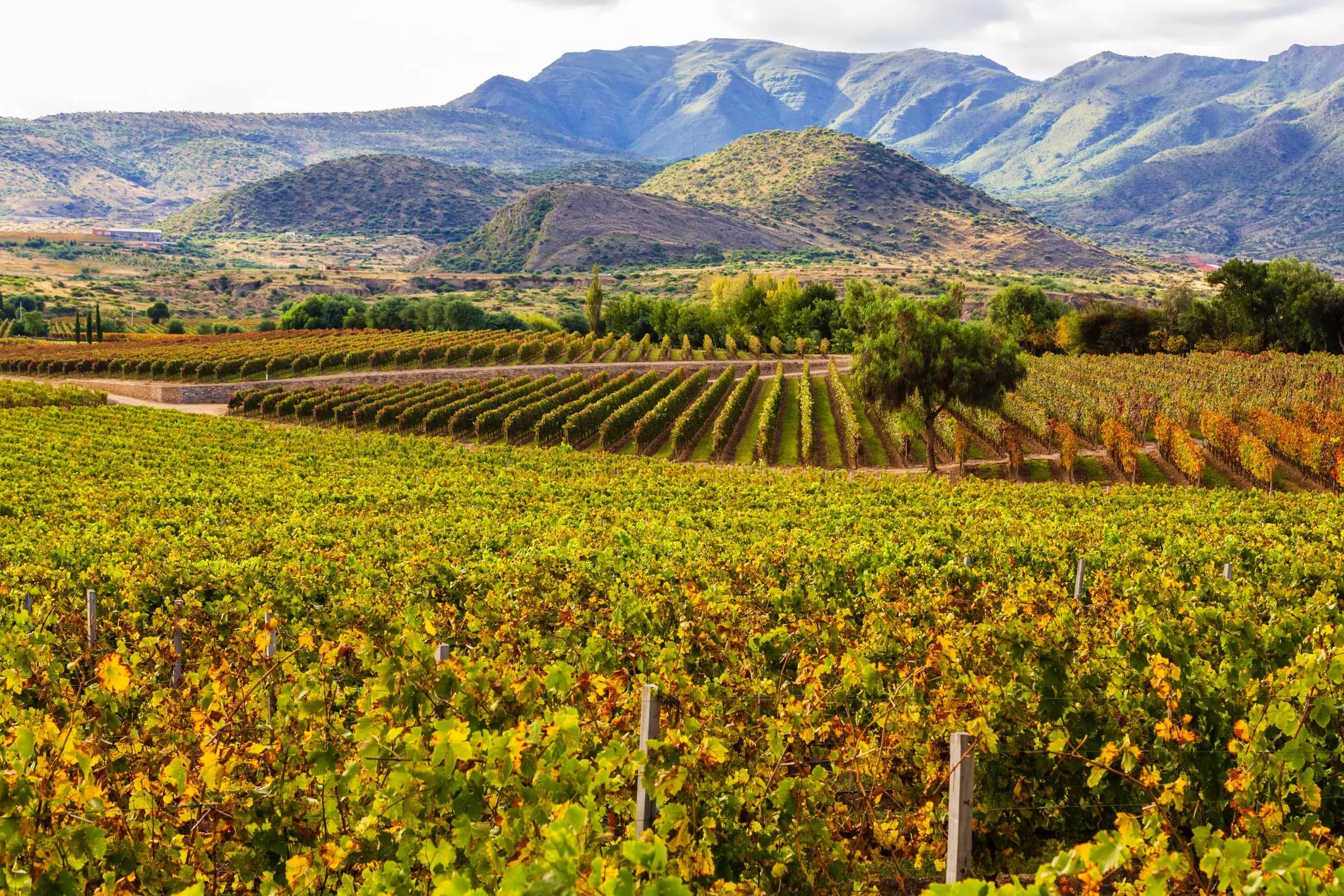 Tarija's wineries are surrounded by hills and vineyards reminiscent of Tuscany © ENRIQUE QUIROZ JORDAN / Shutterstock