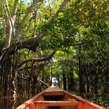 The Amazonian jungle in South America explore on the boat