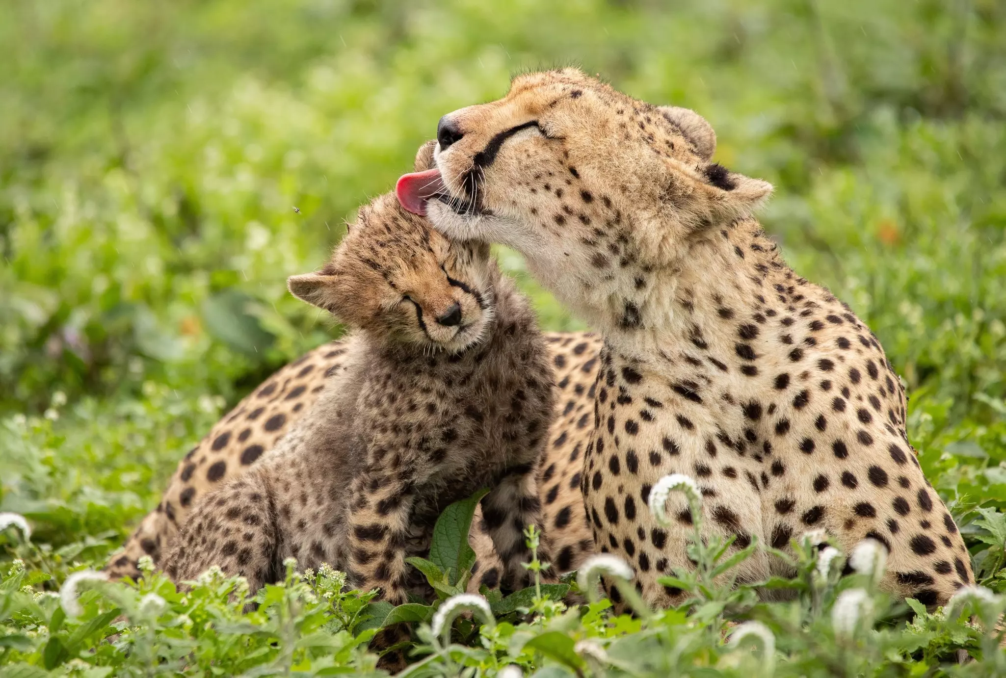 A mother cheetah and cub in the plains of Tanzania.