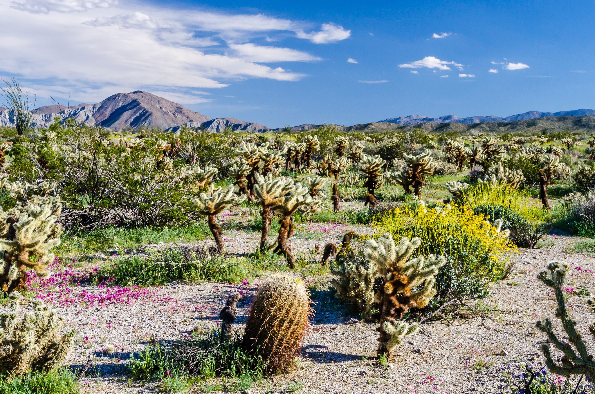 Wildflowers in bloom and cacti at Anza-Borrego Desert State Park, California.