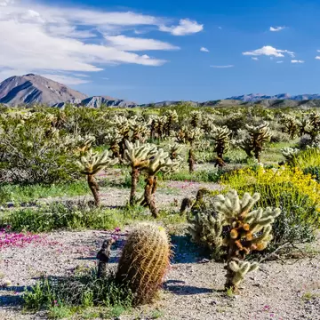 Wildflowers in bloom and cacti at Anza-Borrego Desert State Park, California.