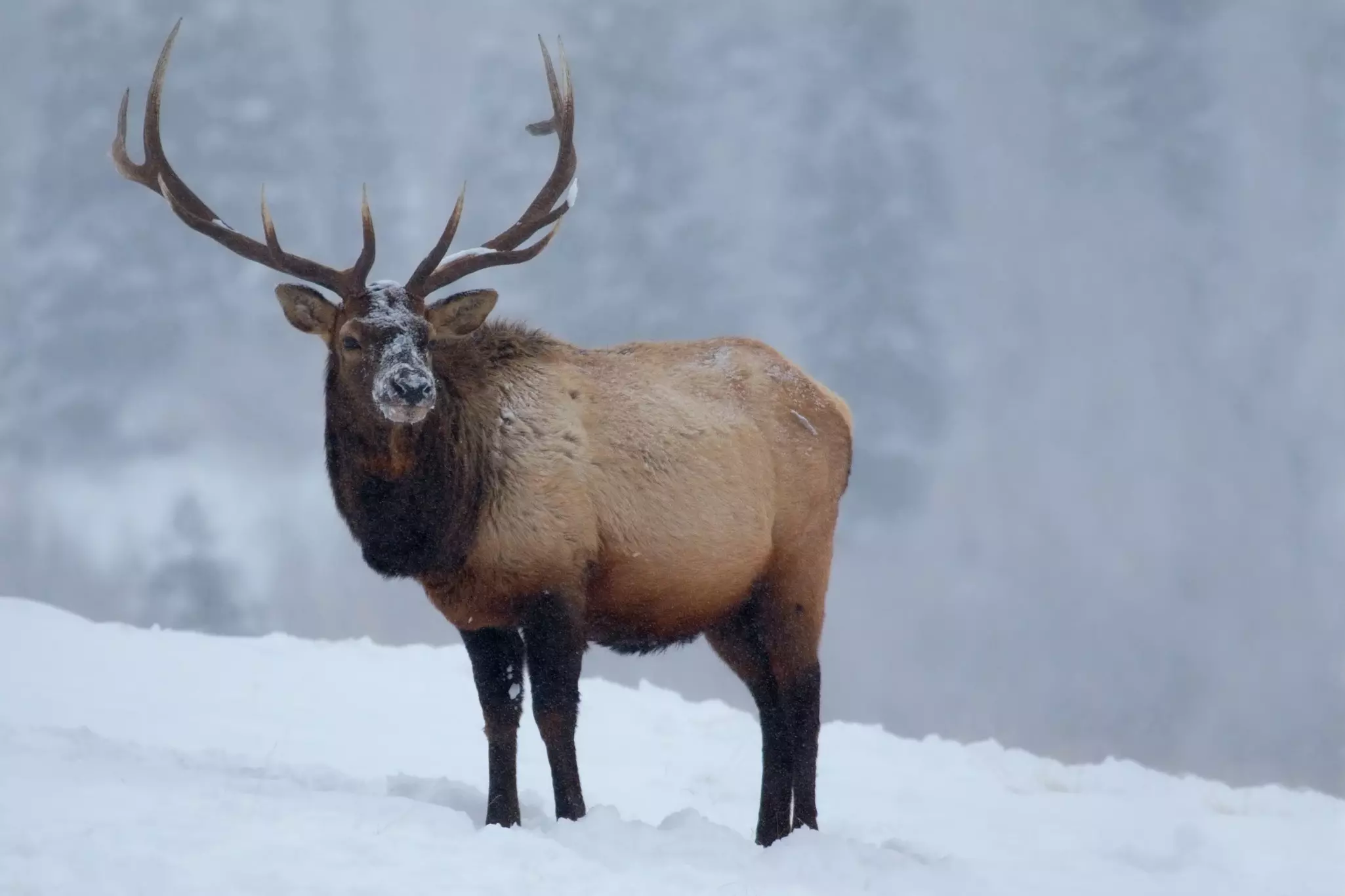 An elk in the snow in Rocky Mountain National Park. Robert Kelsey/Shutterstock
