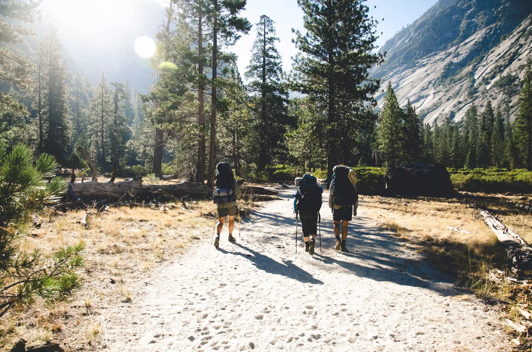 Three hikers are seen from behind as they hike along a trail past large pine trees.