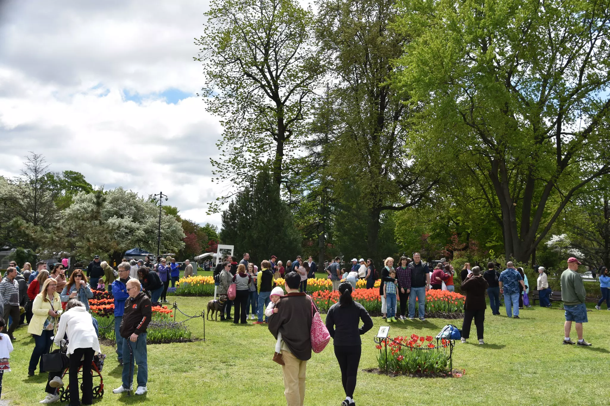 The 2019 Tulip Festival at Washington Park in Albany, New York State, on May 11, 2019. The first Tulip Fest was celebrated on May 14, 1949 and is an annual event.