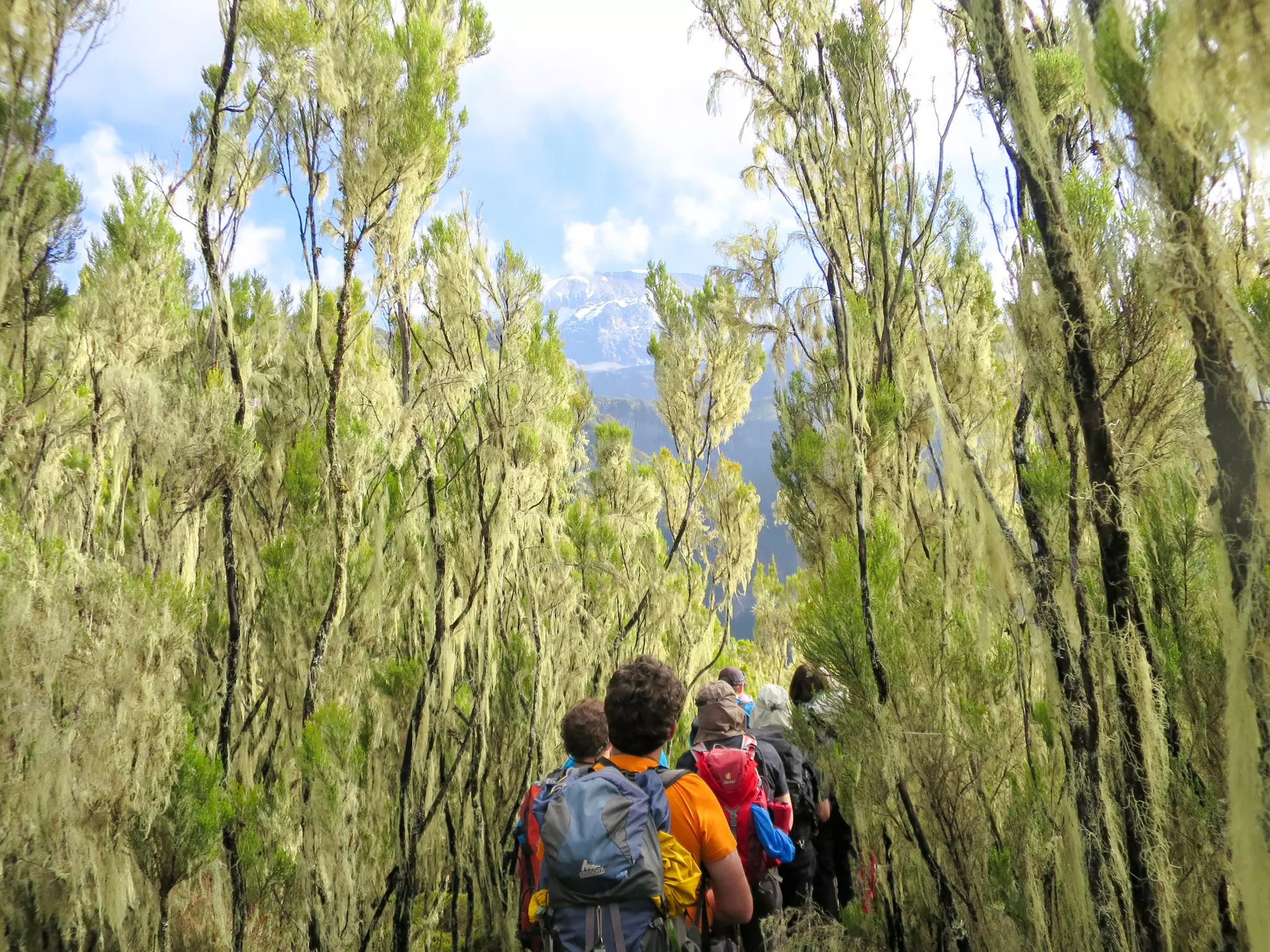 A group on the Umbwe Route to Mt Kilimanjaro