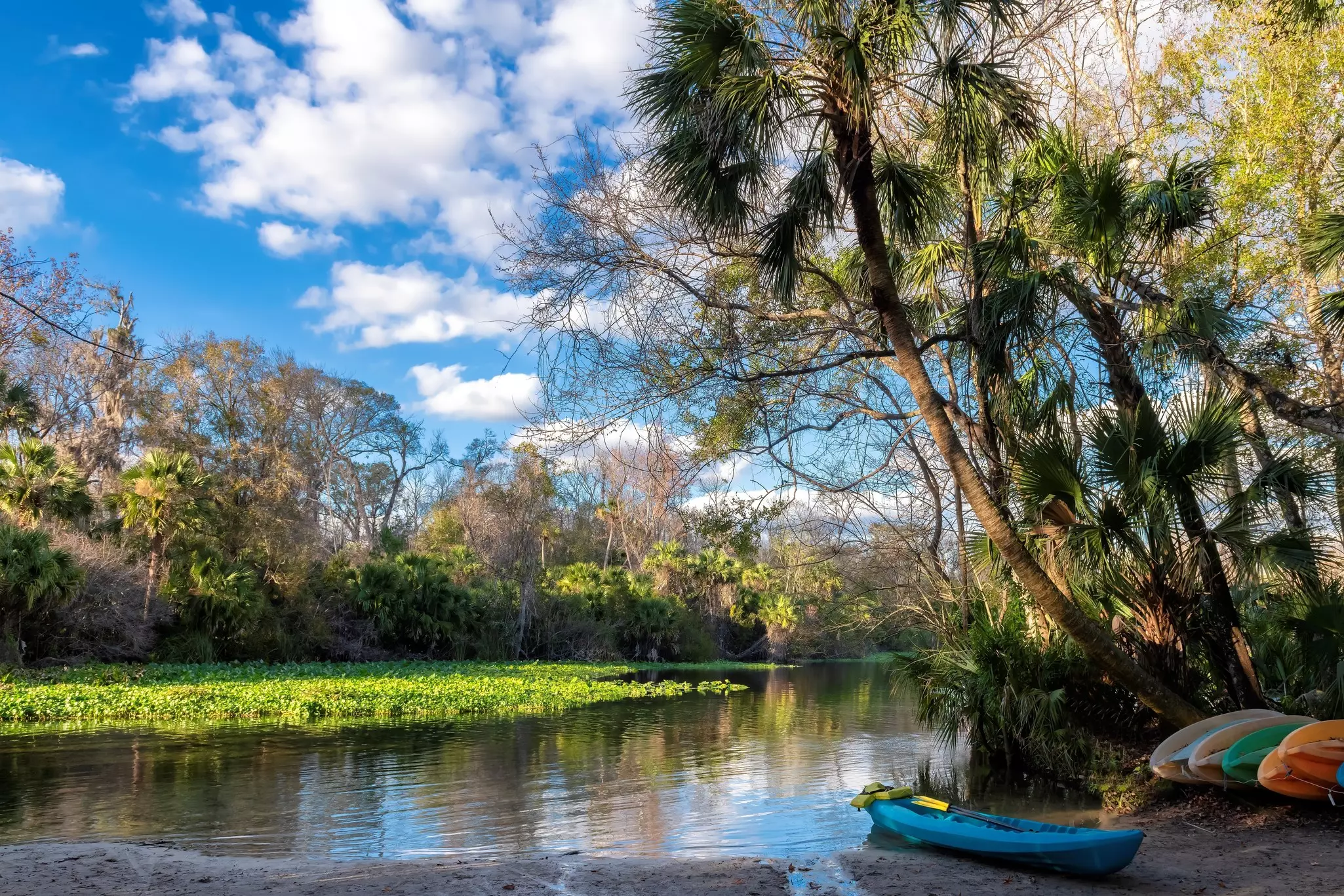 Kayaks on the shore along a river surrounded by tropical trees.