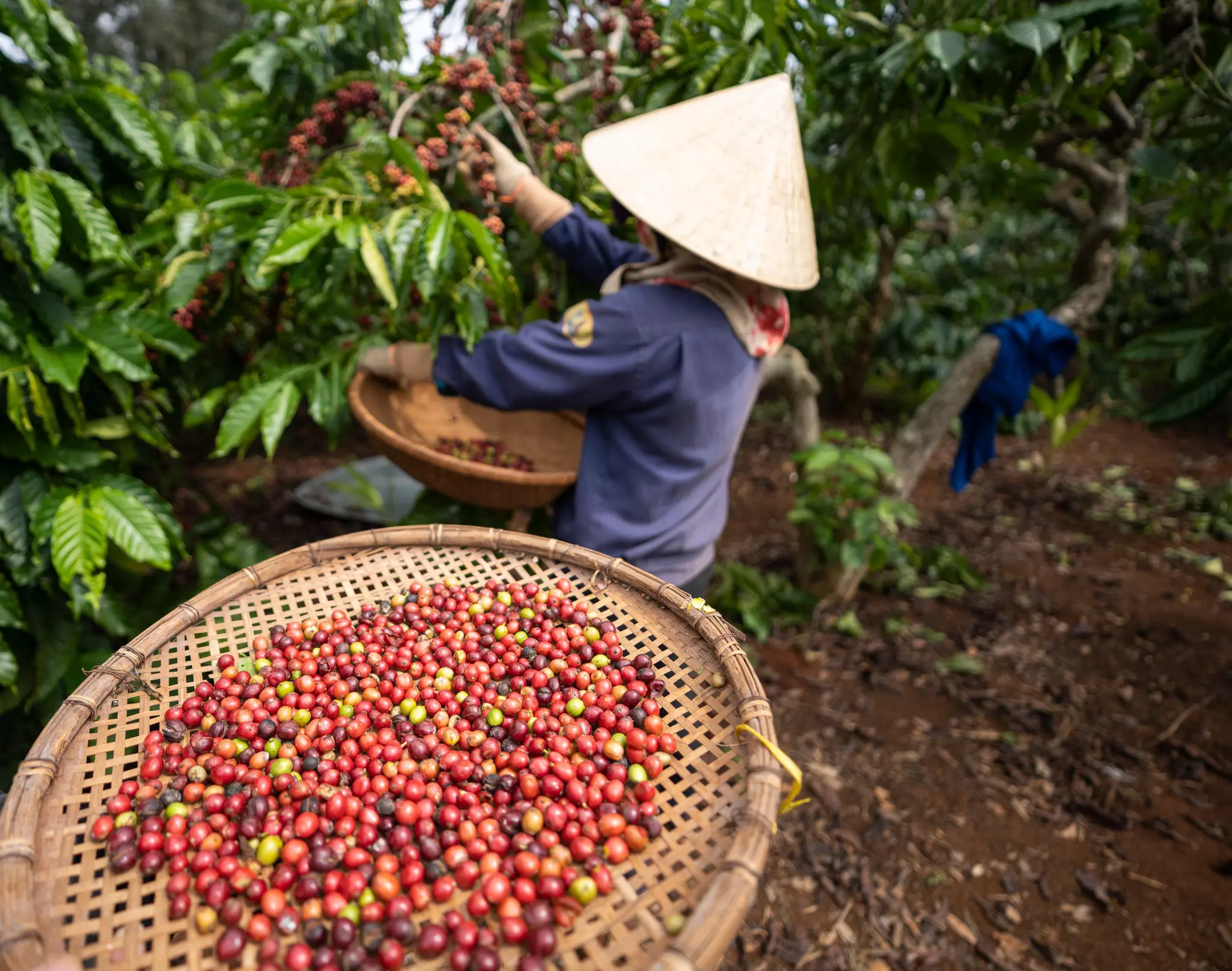A person wearing a conical hat harvests red and green coffee beans.