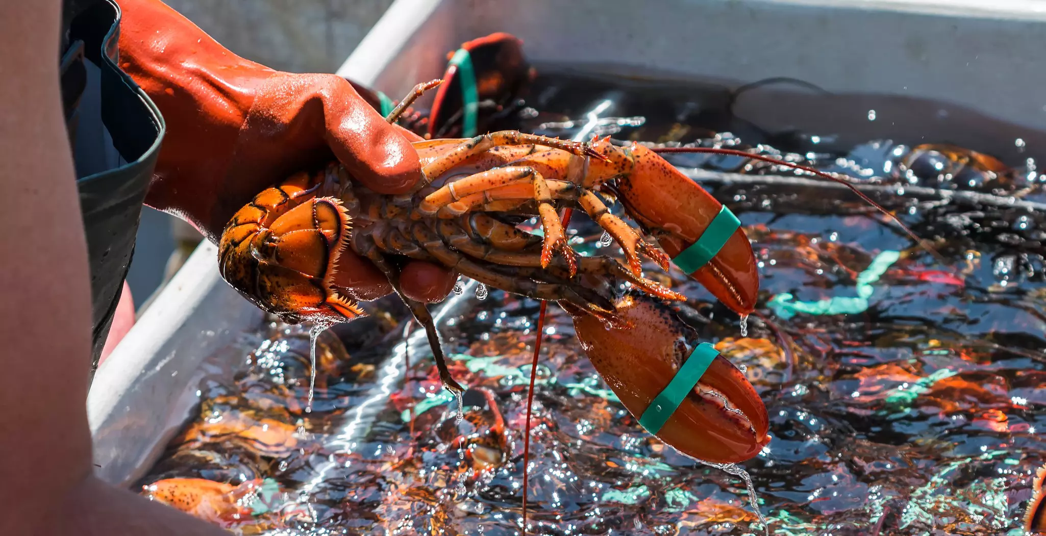 A fisher with a gloved hand holds out a freshly caught red lobster in Maine.